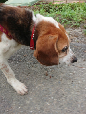 f:id:roukenhome-ann:20190726140502j:plain