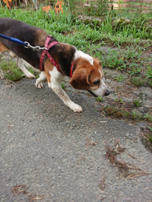 f:id:roukenhome-ann:20190726140507j:plain