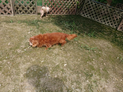 f:id:roukenhome-ann:20190726141152j:plain