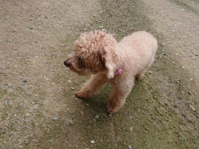 f:id:roukenhome-ann:20190726141255j:plain
