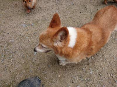 f:id:roukenhome-ann:20190726141357j:plain