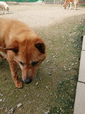 f:id:roukenhome-ann:20190726142219j:plain