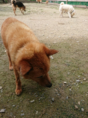 f:id:roukenhome-ann:20190726142224j:plain