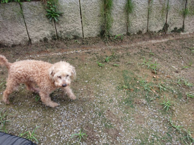 f:id:roukenhome-ann:20190726142630j:plain