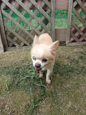 f:id:roukenhome-ann:20190726142821j:plain