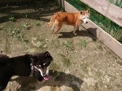 f:id:roukenhome-ann:20190726143207j:plain
