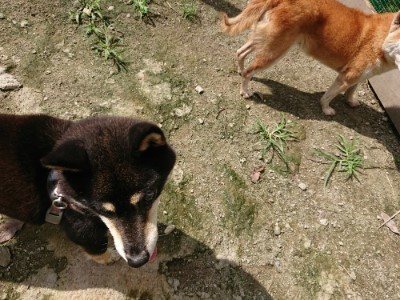 f:id:roukenhome-ann:20190726143237j:plain