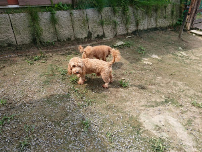 f:id:roukenhome-ann:20190726143612j:plain
