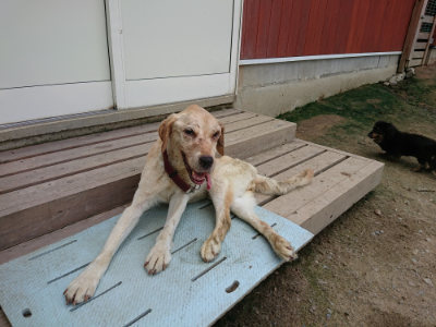 f:id:roukenhome-ann:20190726143629j:plain