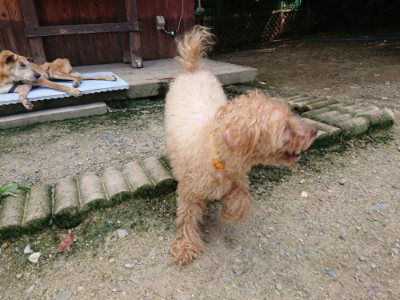 f:id:roukenhome-ann:20190726143649j:plain