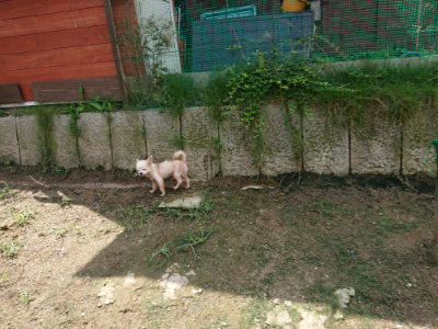 f:id:roukenhome-ann:20190726143704j:plain