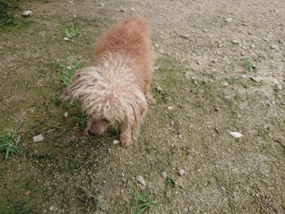 f:id:roukenhome-ann:20190726145807j:plain