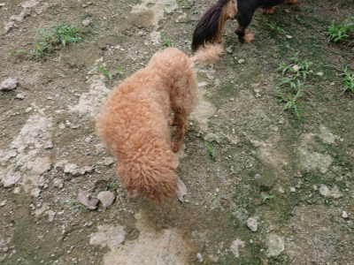 f:id:roukenhome-ann:20190726150242j:plain