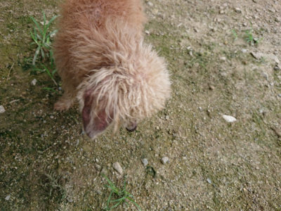 f:id:roukenhome-ann:20190726152327j:plain