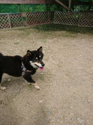 f:id:roukenhome-ann:20190726152346j:plain