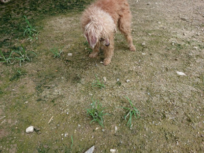 f:id:roukenhome-ann:20190726152414j:plain