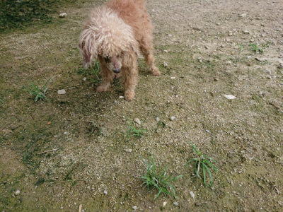 f:id:roukenhome-ann:20190726152428j:plain
