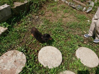 f:id:roukenhome-ann:20190726152538j:plain
