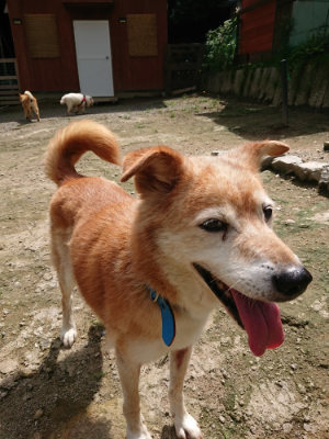 f:id:roukenhome-ann:20190726152811j:plain