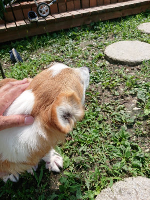 f:id:roukenhome-ann:20190726152859j:plain