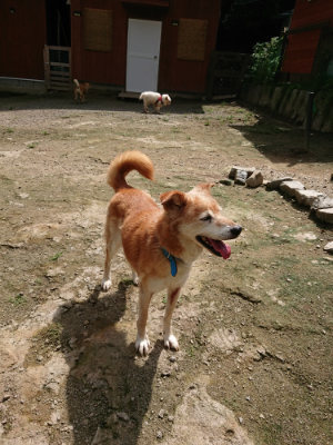 f:id:roukenhome-ann:20190726152951j:plain