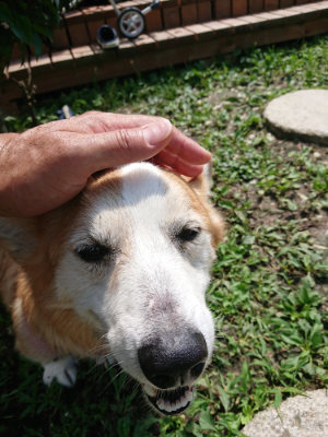 f:id:roukenhome-ann:20190726170741j:plain