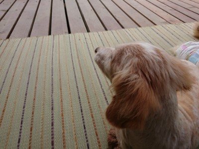 f:id:roukenhome-ann:20190726170752j:plain
