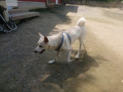 f:id:roukenhome-ann:20190726170802j:plain