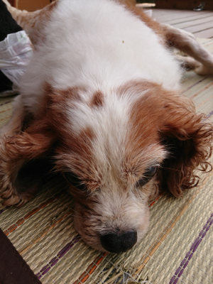 f:id:roukenhome-ann:20190726171110j:plain