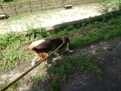 f:id:roukenhome-ann:20190726171117j:plain