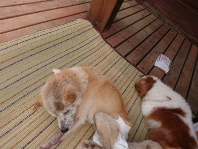 f:id:roukenhome-ann:20190726171244j:plain