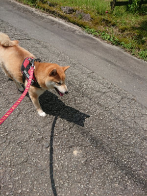 f:id:roukenhome-ann:20190726171252j:plain