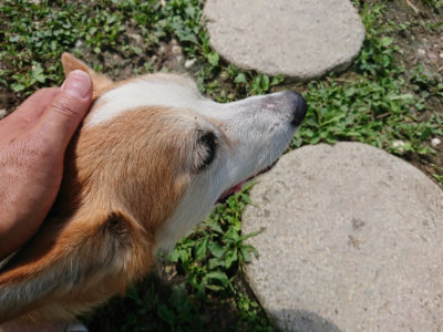 f:id:roukenhome-ann:20190726171511j:plain