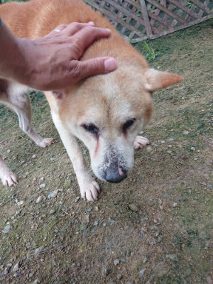 f:id:roukenhome-ann:20190728135201j:plain f:id:roukenhome-ann:20190728135201j:plain