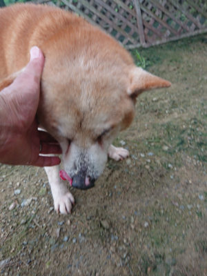 f:id:roukenhome-ann:20190728135210j:plain f:id:roukenhome-ann:20190728135210j:plain