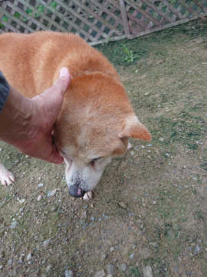 f:id:roukenhome-ann:20190728135216j:plain f:id:roukenhome-ann:20190728135216j:plain