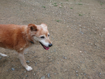 f:id:roukenhome-ann:20190728135330j:plain f:id:roukenhome-ann:20190728135330j:plain
