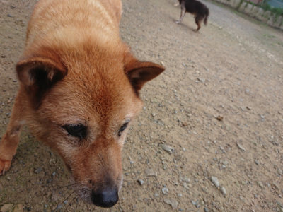 f:id:roukenhome-ann:20190728135341j:plain f:id:roukenhome-ann:20190728135341j:plain