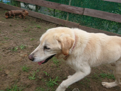 f:id:roukenhome-ann:20190728135349j:plain f:id:roukenhome-ann:20190728135349j:plain
