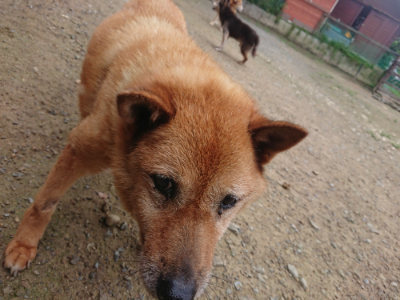 f:id:roukenhome-ann:20190728135401j:plain f:id:roukenhome-ann:20190728135401j:plain