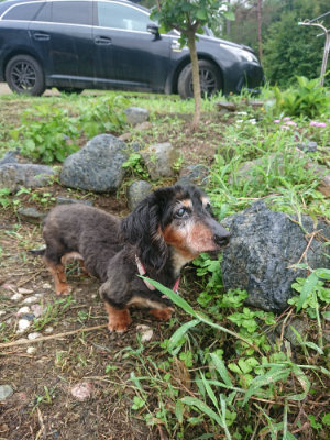 f:id:roukenhome-ann:20190728135423j:plain f:id:roukenhome-ann:20190728135423j:plain