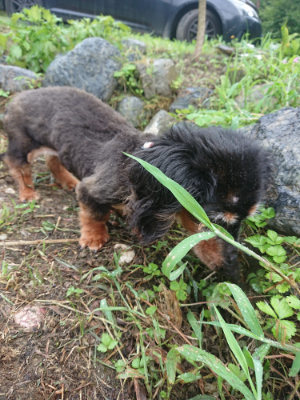 f:id:roukenhome-ann:20190728135503j:plain f:id:roukenhome-ann:20190728135503j:plain