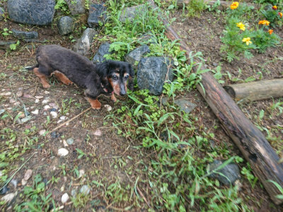 f:id:roukenhome-ann:20190728135524j:plain f:id:roukenhome-ann:20190728135524j:plain