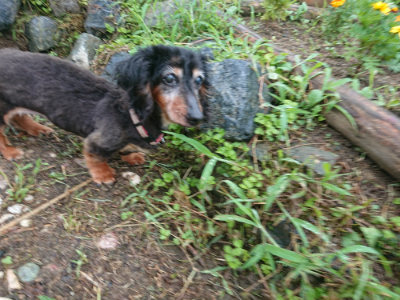 f:id:roukenhome-ann:20190728135529j:plain f:id:roukenhome-ann:20190728135529j:plain
