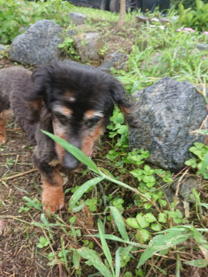 f:id:roukenhome-ann:20190728135551j:plain f:id:roukenhome-ann:20190728135551j:plain