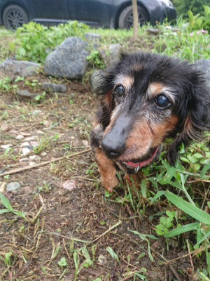 f:id:roukenhome-ann:20190728135602j:plain f:id:roukenhome-ann:20190728135602j:plain