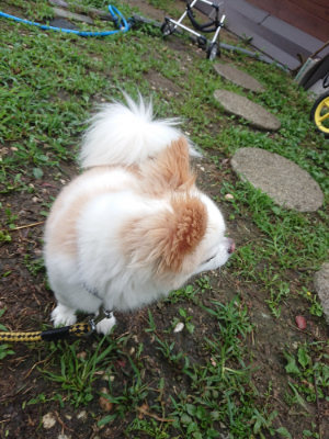 f:id:roukenhome-ann:20190728135608j:plain f:id:roukenhome-ann:20190728135608j:plain