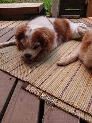 f:id:roukenhome-ann:20190728135613j:plain f:id:roukenhome-ann:20190728135613j:plain