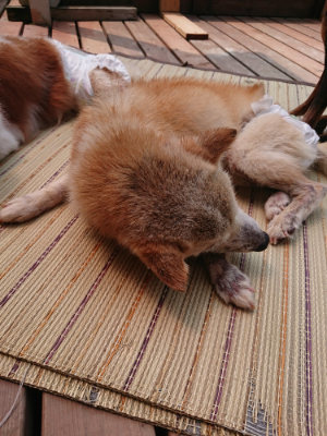 f:id:roukenhome-ann:20190728135659j:plain f:id:roukenhome-ann:20190728135659j:plain