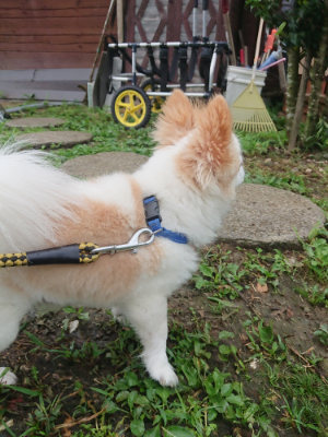f:id:roukenhome-ann:20190728135711j:plain f:id:roukenhome-ann:20190728135711j:plain